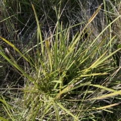 Lomandra filiformis subsp. coriacea (Wattle Matrush) at Red Hill Nature Reserve - 6 May 2023 by Tapirlord