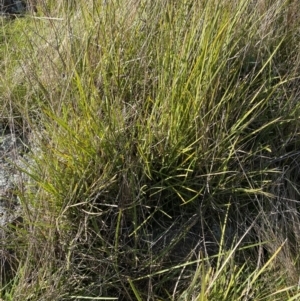 Lomandra filiformis subsp. coriacea at Garran, ACT - 6 May 2023 12:18 PM