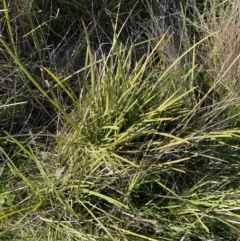 Lomandra filiformis subsp. coriacea at Garran, ACT - 6 May 2023