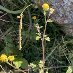 Bidens pilosa (Cobbler's Pegs, Farmer's Friend) at Red Hill Nature Reserve - 6 May 2023 by Tapirlord