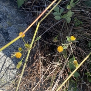 Bidens pilosa at Red Hill, ACT - 6 May 2023