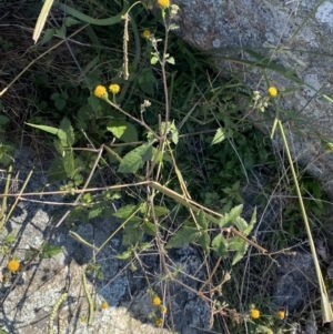 Bidens pilosa at Red Hill, ACT - 6 May 2023