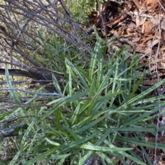 Senecio quadridentatus (Cotton Fireweed) at Red Hill Nature Reserve - 6 May 2023 by Tapirlord