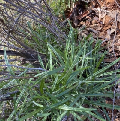 Senecio quadridentatus (Cotton Fireweed) at Red Hill Nature Reserve - 6 May 2023 by Tapirlord