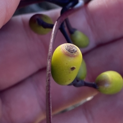 Muellerina eucalyptoides (Creeping Mistletoe) at Red Hill Nature Reserve - 6 May 2023 by Tapirlord