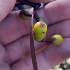 Muellerina eucalyptoides at Red Hill, ACT - 6 May 2023 11:59 AM