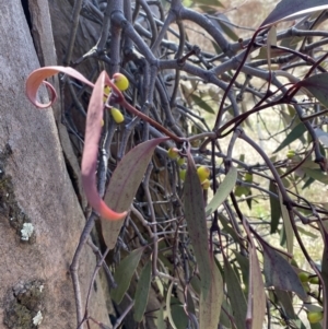 Muellerina eucalyptoides at Red Hill, ACT - 6 May 2023