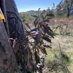 Muellerina eucalyptoides at Red Hill, ACT - 6 May 2023 11:59 AM