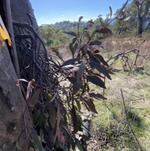 Muellerina eucalyptoides at Red Hill, ACT - 6 May 2023 11:59 AM