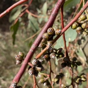Eucalyptus bridgesiana at Red Hill, ACT - 6 May 2023
