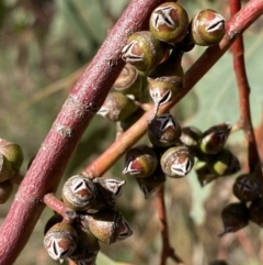 Eucalyptus bridgesiana at Red Hill, ACT - 6 May 2023 11:53 AM