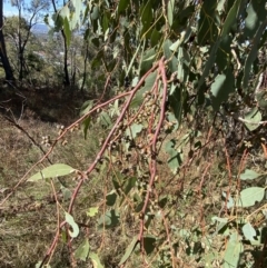 Eucalyptus bridgesiana at Red Hill, ACT - 6 May 2023