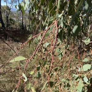 Eucalyptus bridgesiana at Red Hill, ACT - 6 May 2023 11:53 AM