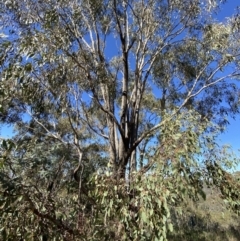 Eucalyptus bridgesiana at Red Hill, ACT - 6 May 2023 11:53 AM