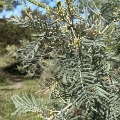 Acacia dealbata subsp. dealbata (Silver Wattle) at Red Hill, ACT - 6 May 2023 by Tapirlord