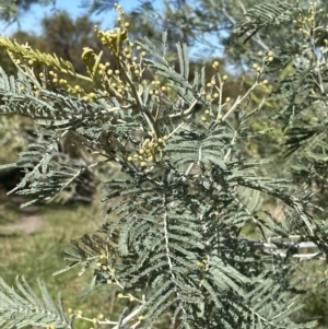 Acacia dealbata subsp. dealbata at Red Hill, ACT - 6 May 2023