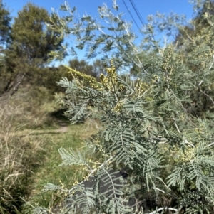 Acacia dealbata subsp. dealbata at Red Hill, ACT - 6 May 2023