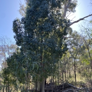 Brachychiton populneus subsp. populneus at Hughes, ACT - 6 May 2023