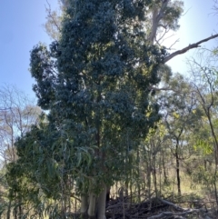 Brachychiton populneus subsp. populneus (Kurrajong) at Hughes, ACT - 6 May 2023 by Tapirlord