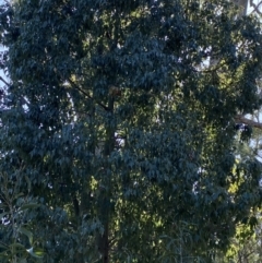Brachychiton populneus subsp. populneus at Hughes, ACT - 6 May 2023