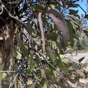 Muellerina eucalyptoides at Red Hill, ACT - 6 May 2023