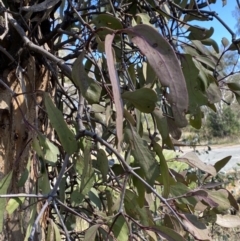 Muellerina eucalyptoides (Creeping Mistletoe) at Red Hill, ACT - 6 May 2023 by Tapirlord