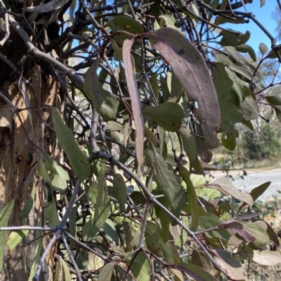 Muellerina eucalyptoides (Creeping Mistletoe) at Red Hill Nature Reserve - 6 May 2023 by Tapirlord