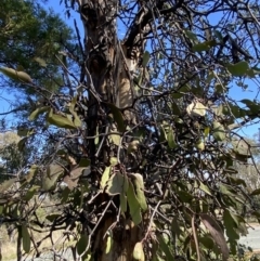 Muellerina eucalyptoides at Red Hill, ACT - 6 May 2023