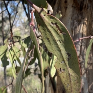 Muellerina eucalyptoides at Red Hill, ACT - 6 May 2023