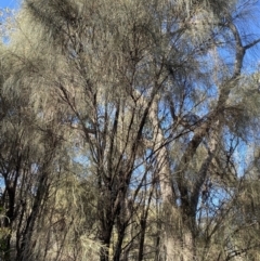 Allocasuarina verticillata (Drooping Sheoak) at Deakin, ACT - 6 May 2023 by Tapirlord