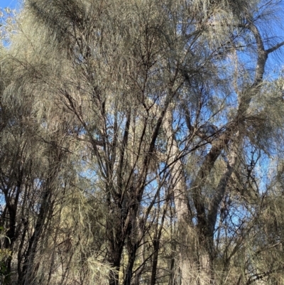 Allocasuarina verticillata (Drooping Sheoak) at Deakin, ACT - 6 May 2023 by Tapirlord