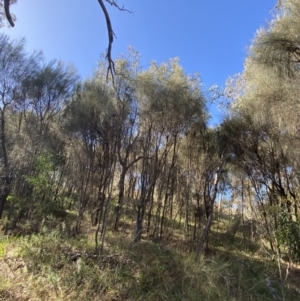 Allocasuarina verticillata at Deakin, ACT - 6 May 2023 11:23 AM