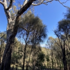 Allocasuarina verticillata at Deakin, ACT - 6 May 2023