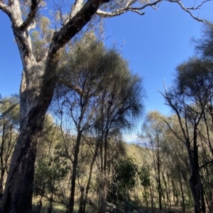 Allocasuarina verticillata at Deakin, ACT - 6 May 2023 11:23 AM