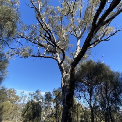 Eucalyptus melliodora (Yellow Box) at Deakin, ACT - 6 May 2023 by Tapirlord