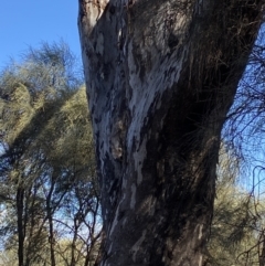 Eucalyptus melliodora at Deakin, ACT - 6 May 2023