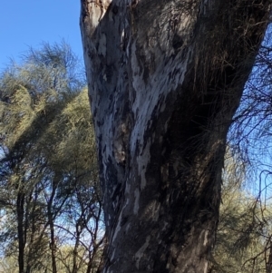 Eucalyptus melliodora at Deakin, ACT - 6 May 2023