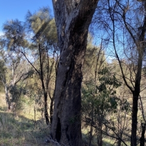Eucalyptus melliodora at Deakin, ACT - 6 May 2023