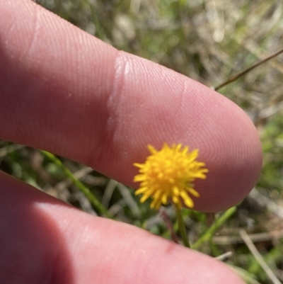 Calotis lappulacea (Yellow Burr Daisy) at Federal Golf Course - 6 May 2023 by Tapirlord