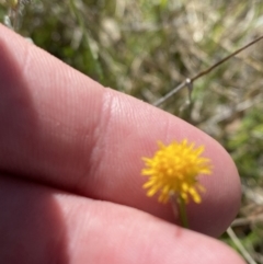 Calotis lappulacea at Hughes, ACT - 6 May 2023 11:12 AM