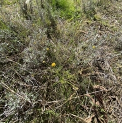 Calotis lappulacea at Hughes, ACT - 6 May 2023 11:12 AM