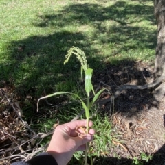 Panicum miliaceum at Phillip, ACT - 4 May 2023