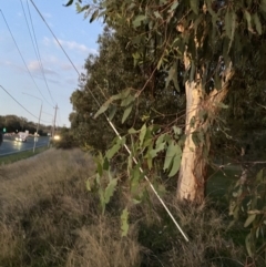 Eucalyptus sideroxylon (Mugga Ironbark) at Garran, ACT - 25 Apr 2023 by Tapirlord
