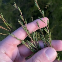 Kunzea ericoides at O'Malley, ACT - 25 Apr 2023 05:42 PM