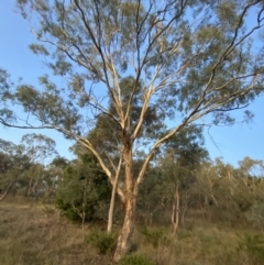 Eucalyptus melliodora (Yellow Box) at O'Malley, ACT - 25 Apr 2023 by Tapirlord