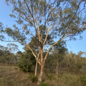 Eucalyptus melliodora (Yellow Box) at O'Malley, ACT by Tapirlord