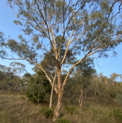Eucalyptus melliodora (Yellow Box) at O'Malley, ACT - 25 Apr 2023 by Tapirlord