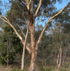 Eucalyptus melliodora at O'Malley, ACT - 25 Apr 2023 05:40 PM