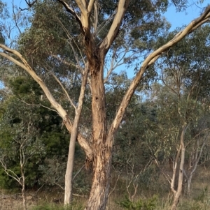 Eucalyptus melliodora at O'Malley, ACT - 25 Apr 2023
