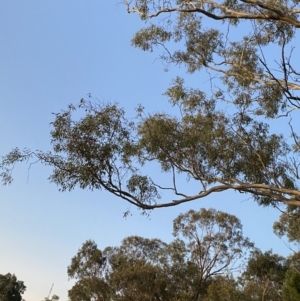 Eucalyptus melliodora at O'Malley, ACT - 25 Apr 2023 05:40 PM